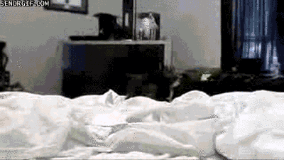 cat kitten GIF by Cheezburger