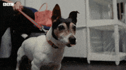 Bbc Two Pets GIF by BBC