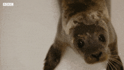 Bbc Two Pets GIF by BBC