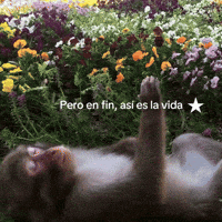 Mood Mono GIF