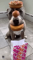 Pit Bull Shows Admirable Level of Self-Control on National Donuts Day