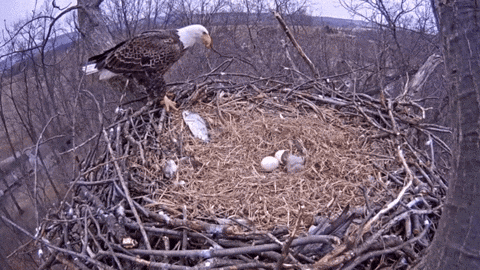 baby eagle GIF