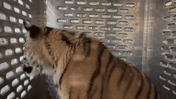 Lily the Rescued Tiger Leaves Oakland Zoo for New Home