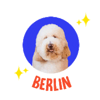 Dog Berlin Sticker by Z Giant Poodles