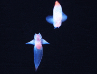 GIF by Oceana