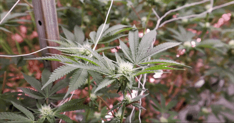 Bloom Andrew GIF by Exclusive Brands