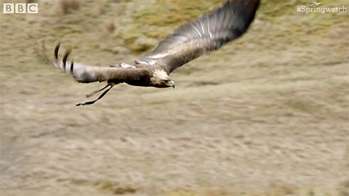 british uk GIF by BBC Earth