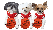 dog basketball Sticker by MISO PUP