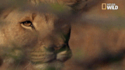 soul of the cat GIF by Nat Geo Wild 