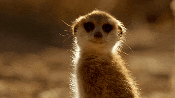 When Nature Calls Meerkat GIF by ABC Network