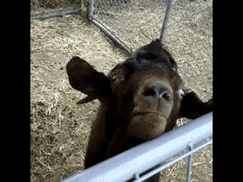 GIF by Random Goat