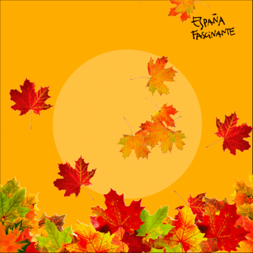 Its Fall Autumn GIF by España Fascinante