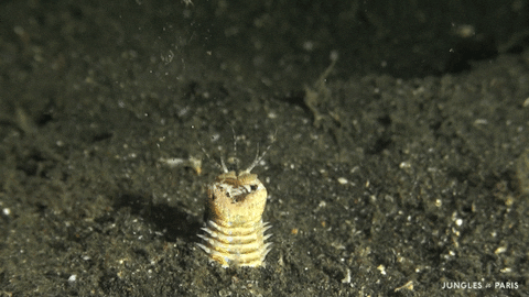 eek13 giphyupload GIF