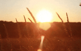 bright sun GIF