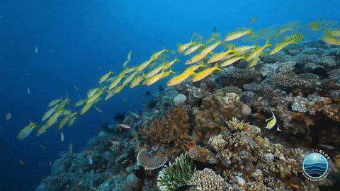 MissionBlue giphyupload coral reef great barrier reef reef fish GIF