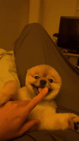 Leo Coda GIF