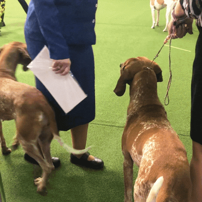 dog GIF by Westminster Kennel Club