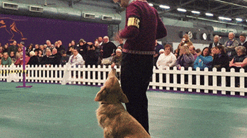 dog GIF by Westminster Kennel Club