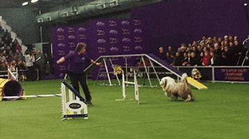 dog GIF by Westminster Kennel Club