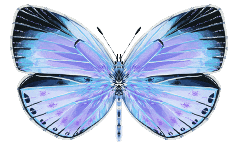 Illustration Butterfly Sticker