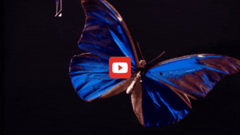 GIF by KQEDScience