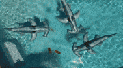 horseshoe crab GIF