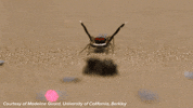 spider dancing GIF by Science Friday