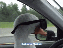 Driving A Car GIF