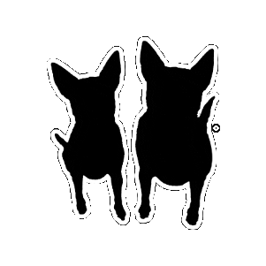 badgerandemmie giphygifmaker dog doggo chihuahua Sticker