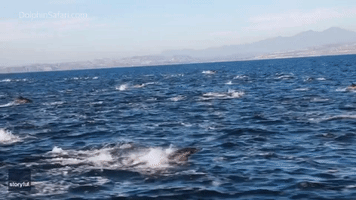 Large Pod of Dolphins Stampede Alongside Boat Off Dana Point Coast