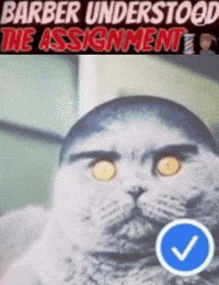Catbuzz GIF