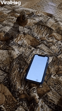 How to Entertain a Thrush