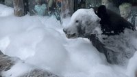 Black Bear Plunges Into Bubble Bath at Zoo