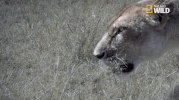 african cats big cat week GIF by Nat Geo Wild 