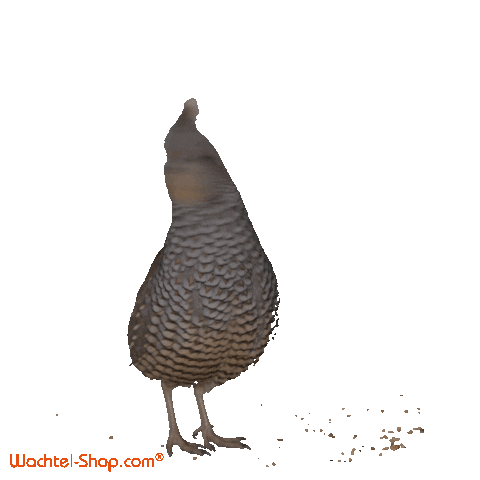 Wachtel-Shop quail quails wachtel wachtel-shop Sticker