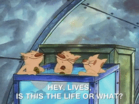 nicksplat GIF