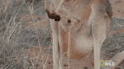 kangaroo dundee australia GIF by Nat Geo Wild 