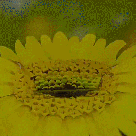 vicprrodriguez giphygifmaker GIF