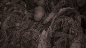 reinbijlsma horror dark digital art surrealism GIF