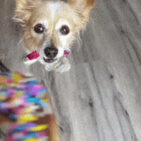BarkyAndFriends yum donut bite doughnut GIF