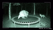 Jumping Wild Life GIF by Respective