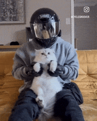Cat Biker GIF