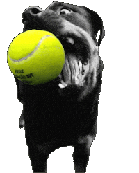 Dog Ball Sticker