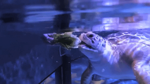 mysticaquarium giphygifmaker GIF
