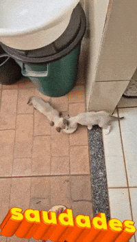 Cat Gatos GIF