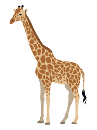 Giraffe Sticker by NHM Wien