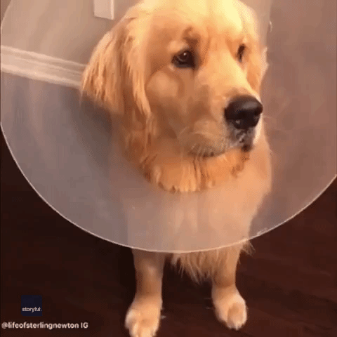 This Dog's Week in a Cone Collar Will Inspire You to Never Give Up