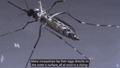 Protect Public Health GIF by SGVmosquito