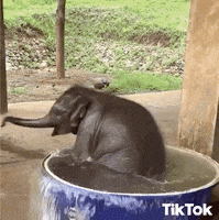 Sleepy Cannonball GIF by TikTok Italia