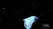 worldâs deadliest flutter GIF by Nat Geo Wild 